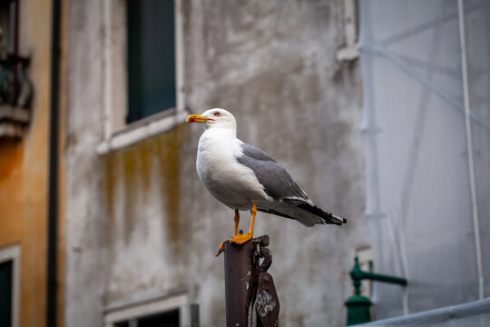 Seagull perching on pole in venice, enjoying city life