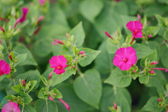 Bright pink mirabilis jalapa flowers blooming in outdoor garden. Concept of floral background, outdoor plants, landscape design and botanical species.