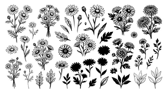 Hand drawn daisy and chrysanthemum botanical flower illustration set featuring wild floral blossoms bouquets leaves stems and silhouettes isolated vector line art sketch