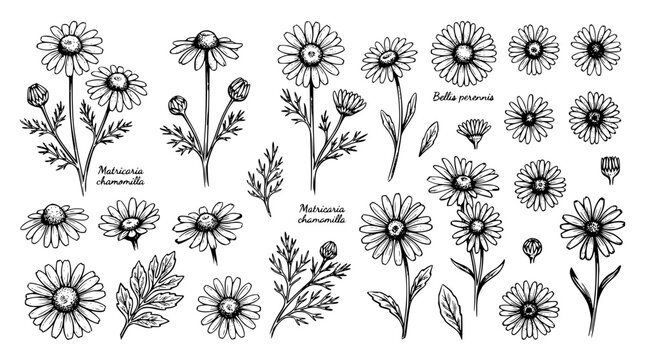 Hand drawn chamomile and daisy botanical flower illustration set featuring matricaria chamomilla wild herbal plant elements buds leaves and blossoms isolated vector sketch