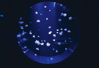 Circular view of a jellyfish exhibit inside a public oceanarium display tank with multiple glowing medusas floating like stars in blue water. © Вита Курило
