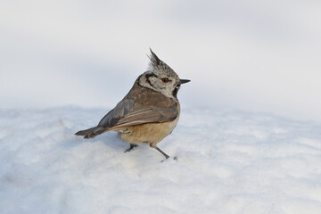 A crested tit standing profile on a mound of pure white snow, showing its prominent speckled crest. © VOLODYMYR KUCHERENKO