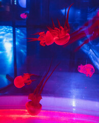 Group of red bioluminescent medusas floating inside an illuminated public aquarium tank displaying marine life and underwater ecology. © Вита Курило