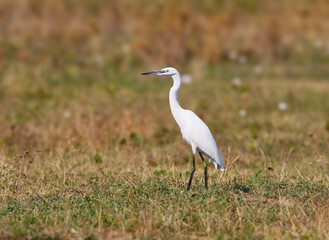 Fototapeta premium A slender little egret standing in grassy marshland, looking attentively to the side.