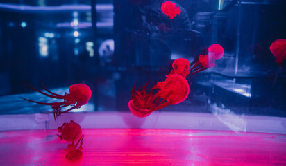 Group of red bioluminescent medusas floating inside an illuminated public aquarium tank displaying marine life and underwater ecology. © Вита Курило