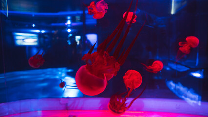 Group of red bioluminescent medusas floating inside an illuminated public aquarium tank displaying marine life and underwater ecology. © Вита Курило