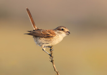 A juvenile red-backed shrike balancing on a very thin vertical twig with its tail cocked upwards. © VOLODYMYR KUCHERENKO