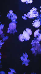 Group of glowing ultramarine Phyllorhiza punctata medusas floating vertically in dark water, featuring intricate flower-like tentacles and copy space. © Вита Курило
