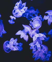 Group of glowing ultramarine Phyllorhiza punctata medusas floating vertically in dark water, featuring intricate flower-like tentacles and copy space. © Вита Курило