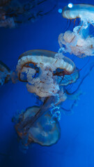 jellyfish, medusa, sea nettle, blue, cyan, electric blue, bioluminescence, glowing, underwater, ocean, deep sea, vertical, macro, close up, detailed, translucent, ruffled, frills, tentacles, oral arms © Вита Курило