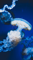 jellyfish, medusa, sea nettle, blue, cyan, electric blue, bioluminescence, glowing, underwater, ocean, deep sea, vertical, macro, close up, detailed, translucent, ruffled, frills, tentacles, oral arms © Вита Курило