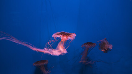 Horizontal wide shot of a group of glowing compass jellyfish swimming in deep blue ocean water with trailing pink tentacles and ample copy space. © Вита Курило