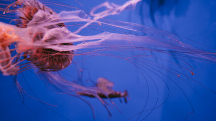 Bioluminescent reddish-pink sea nettle medusa drifting horizontally with sweeping transparent tentacles extending into deep blue copy space. © Вита Курило