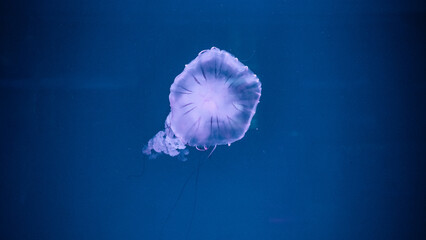 Translucent purple and white sea medusa with dark radial pattern floating gracefully isolated against a vast deep blue underwater background. © Вита Курило