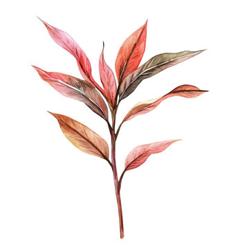 Phormium Branch, elegant watercolor vector illustration with flowing lines and gentle color transitions, isolated on a white background.