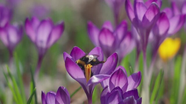 Bumblebee collecting nectar and pollen from blooming crocus flowers in early spring