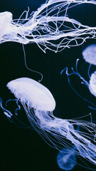 Vertical close-up of a translucent bioluminescent jellyfish swimming diagonally with long fine trailing tentacles in deep dark blue ocean water. © Вита Курило