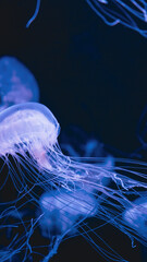 Vertical close-up of a translucent glowing blue jellyfish swimming dynamically with long fine trailing tentacles in deep dark ocean water. © Вита Курило