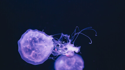 Glowing purple jellyfish swimming horizontally in dark ocean water with copy space, minimal underwater marine life concept. © Вита Курило