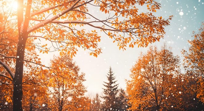 Beautiful golden autumn trees with falling snow marking the transition to the first day of winter season landscape