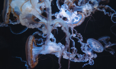 Macro horizontal close up of multiple compass jellyfish intertwined with intricate lace tentacles and long frills swimming in dark ocean water. © Вита Курило