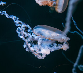 Detailed macro close up of a translucent sea nettle jellyfish swimming gracefully with intricate ruffled frills and tentacles against a dark background. © Вита Курило