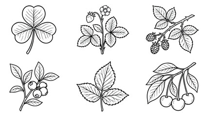Vintage botanical berry and leaf line art collection, hand drawn garden fruit sketches, set of 6 black and white floral vector illustrations © rehman