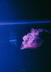 Purple glowing jellyfish floating gracefully in deep blue water with negative copy space on the left side for design text. © Вита Курило