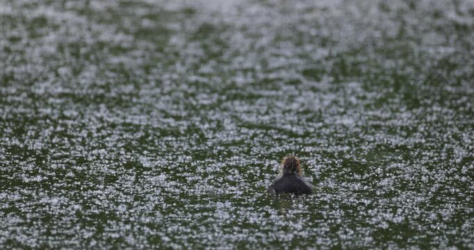 Lonely coot chick swimming away on summer lake covered with fluff slow motion
