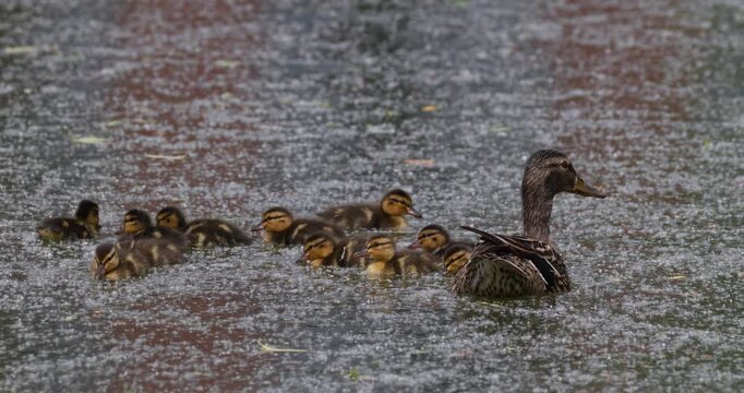 Mallard duck family with ducklings swimming together on summer lake with fluff slow motion