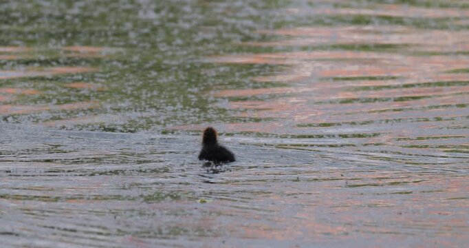 Eurasian coot with chick swimming on summer lake covered with fluff at sunset slow motion