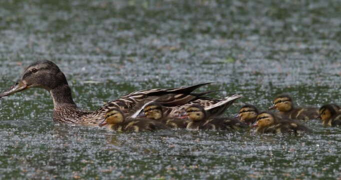 Mallard duck family with ducklings swimming together on summer lake with fluff slow motion