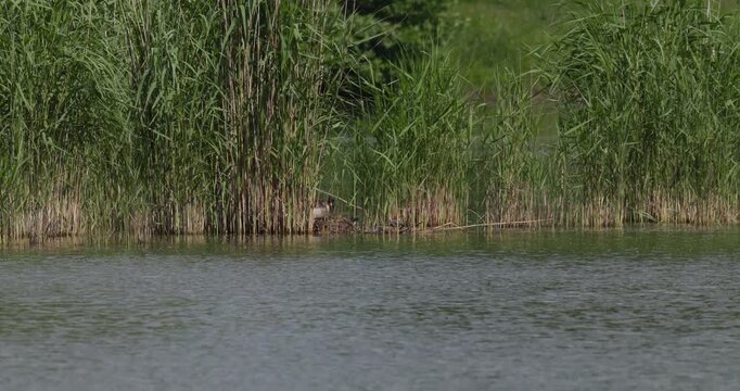 Great crested grebe pair nesting and building nest in reeds on lake slow motion