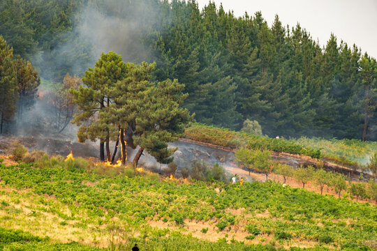 Wildfire spreading through a pine forest, threatening an adjacent vineyard. Smoke rises above the burning trees and dry landscape
