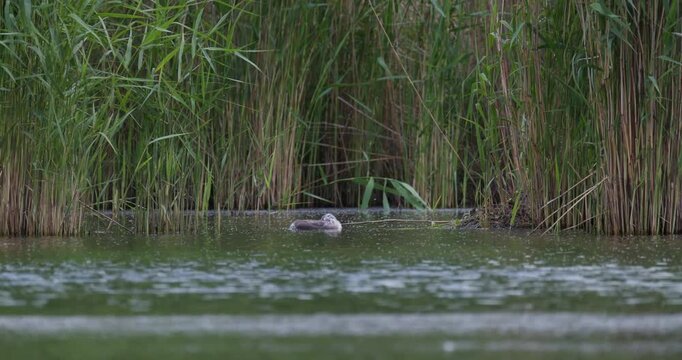 Great crested grebe chick stretching and preening feathers near nest on summer lake slow motion