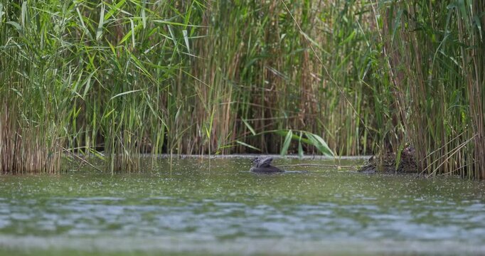 Great crested grebe chick stretching and preening feathers near nest on summer lake slow motion