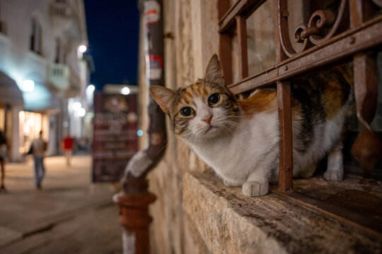 Calico Cat Sitting on Windowsill Behind Grated Metal Fence in Pula Old Town Street at Night Istria Croatia Europe