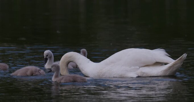 Mute swan with cygnets foraging and dipping heads for food on summer lake slow motion
