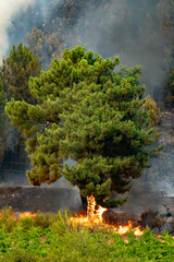 Fototapeta premium Flames consuming tree trunk during extensive forest fire. Smoke fills the background with burnt vegetation