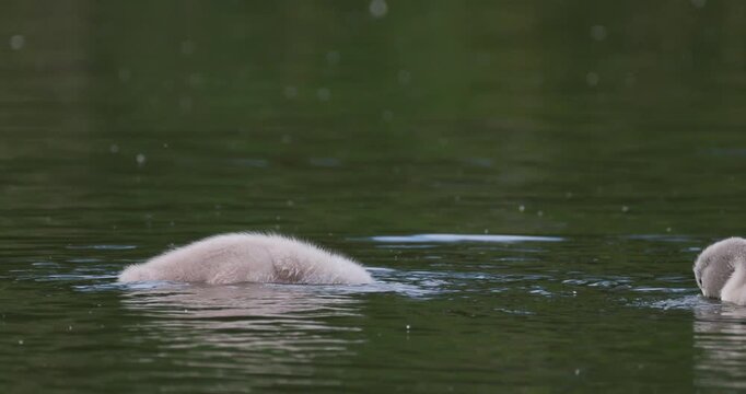 Mute swan with cygnets foraging and dipping heads for food on summer lake slow motion