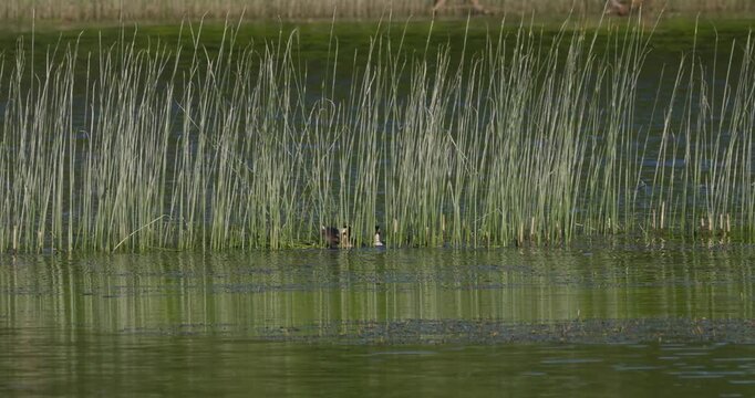 Aggressive great crested grebes fighting and chasing rival away from nest on lake slow motion