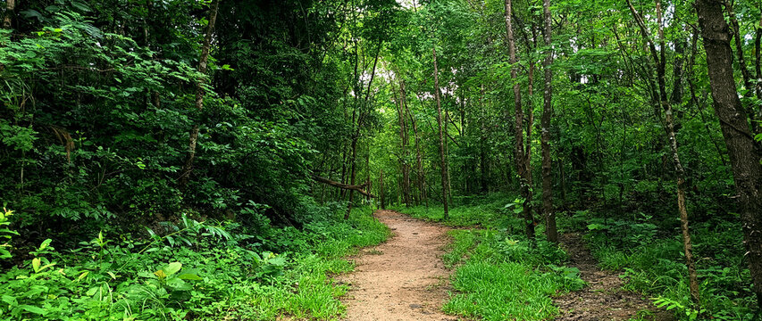 Lush green forest dirt path surrounded by dense trees and tropical vegetation in summer landscape, green tropical forest background, not ai