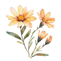 Fototapeta premium watercolor hand-drawn of Gazania Branch, isolated on a white background.
