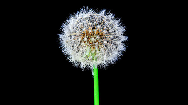 A delicate dandelion seed head against a solid black background.