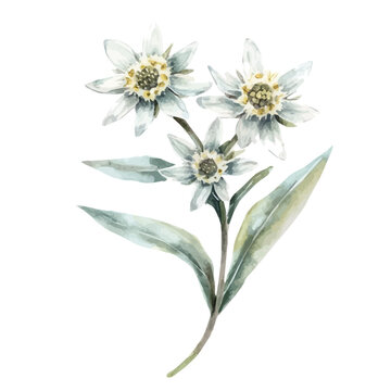 Edelweiss Branch, playful watercolor vector painting with subtle shadowing and soft gradients, isolated on a white background.