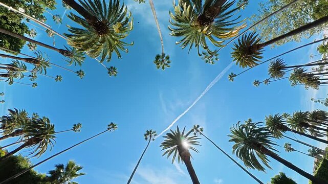 Tropical palm trees viewed from below against a clear blue sky, Wide angle video frame shows tall trunks and a long airplane contrail overhead