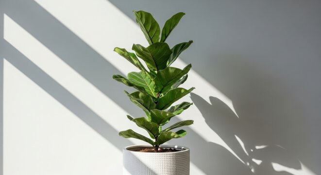 Green potted fiddle leaf fig plant in modern home with sunlight shadows illustration