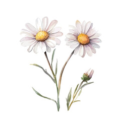 Fototapeta premium Dahlberg Daisy Branch, lively watercolor vector drawing with intricate brush, isolated on a white background.