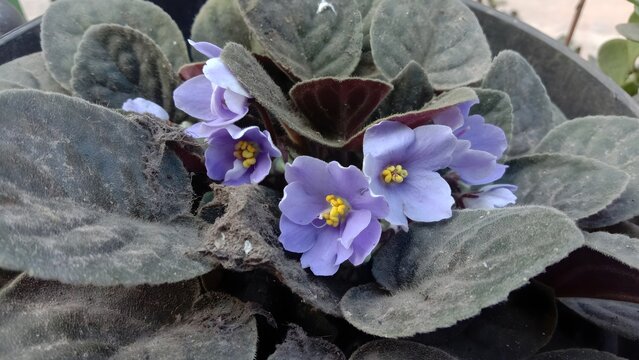Bunga African Violet Ungu Kebiruan Melekar Indah di Antara Daun Berbulu Tebal