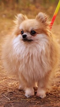 Adorable little pomeranian spitz standing on a path covered in dry pine needles, looking around attentively while on a leash, enjoying an autumn walk in the park with its owner